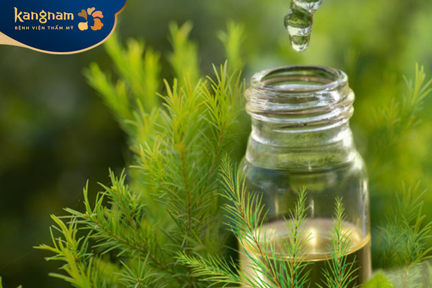 Dùng tràm trà trị mụn nang