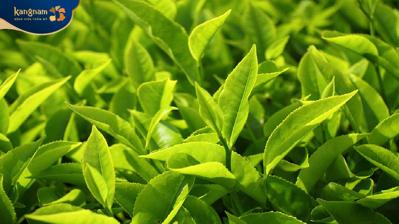 Áp dụng trà xanh trị mụn