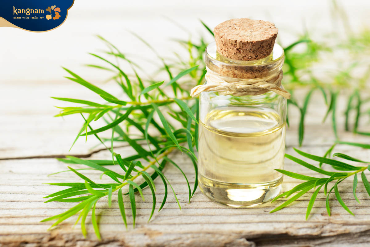 Dùng tinh dầu tràm trà trị mụn 