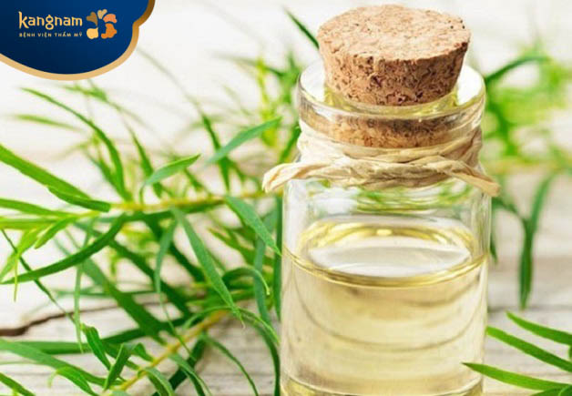 Trị mụn đinh bằng dầu tràm trà
