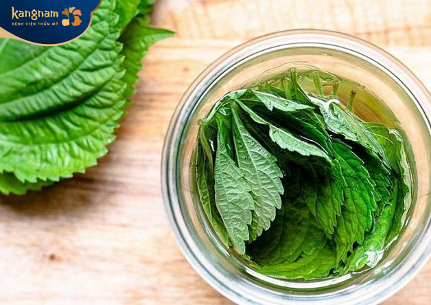 Lá tía tô xay nhuyễn có tác dụng điều trị mụn thịt