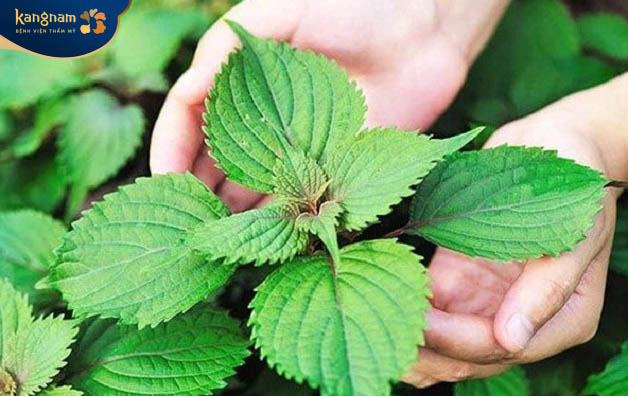 Trị mụn thịt bằng lá tía tô