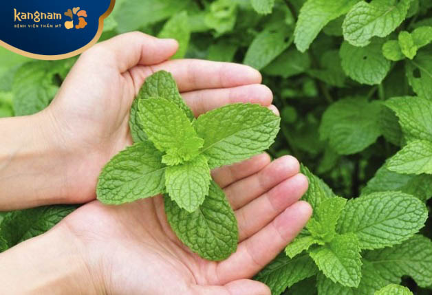 lá bạc hà trị mụn vị viêm và sưng đỏ