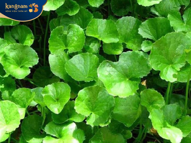 Trị sẹo lồi đỏ bằng rau má