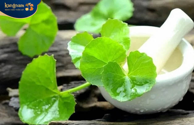 Trị sẹo lồi bằng rau má