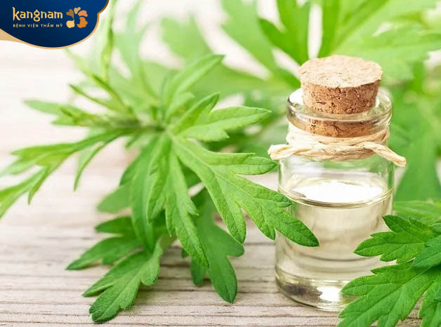 Trị sẹo lồi bằng ngải cứu