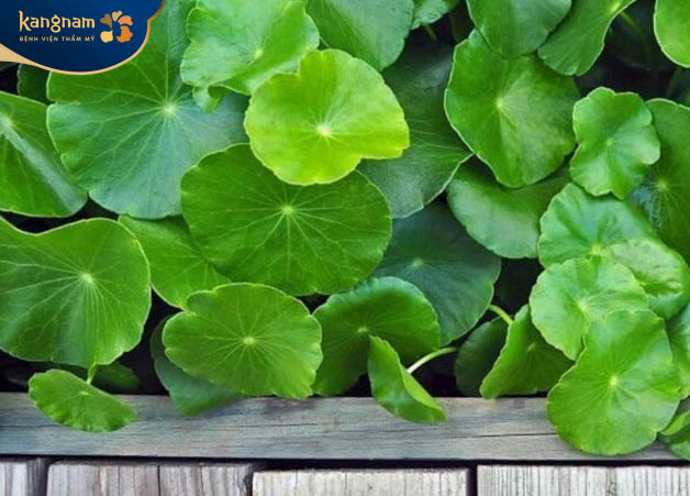 Rau má trị sẹo lồi