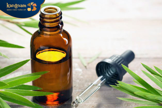 Tinh dầu tràm có tính kháng vi khuẩn mạnh mẽ