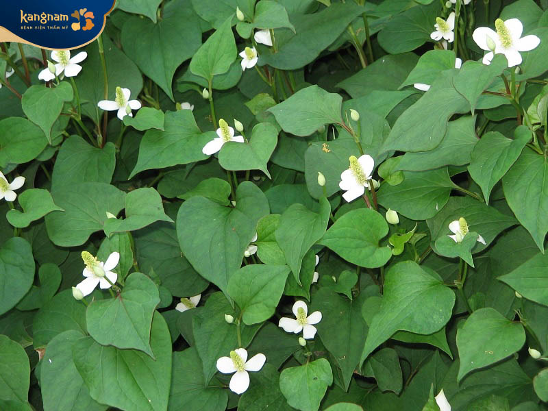 Cách trị mụn bọc sưng đỏ bằng rau diếp cá