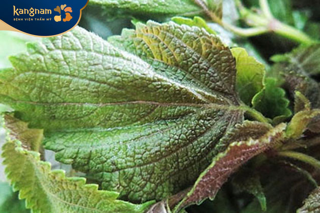 Lá tía tô chứa nhiều dưỡng chất có tính chất chống viêm, kháng khuẩn