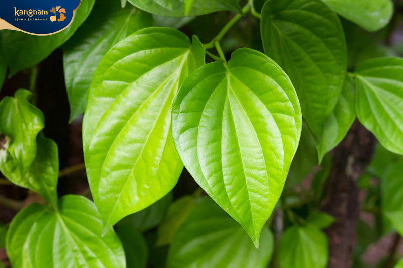 Trị nám với lá trầu không