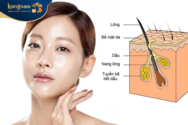 Các tuyến bã nhờn trên mặt hoạt động quá mức