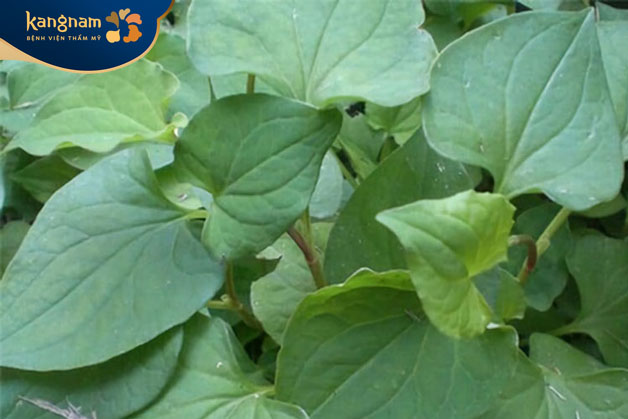 Rau diếp cá giảm thiểu sẹo dưỡng da đều màu