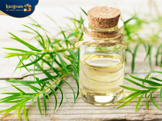 Dầu tràm trà trị thâm mụn hiệu quả