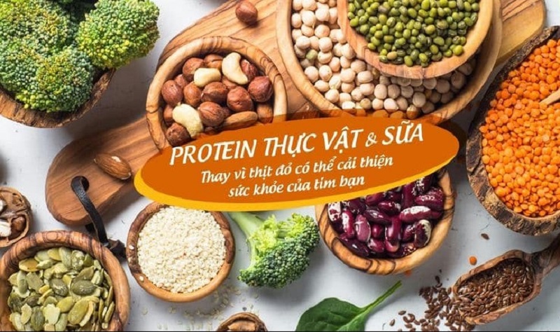 Nhóm đạm thực vật giúp thúc đẩy tái tạo vết thương