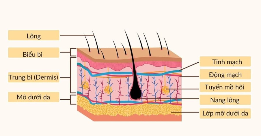 Cấy ghép trung bì sử dụng mô mỡ để cấy vào vùng lõm hóp, giúp tăng thể tích khuôn mặt